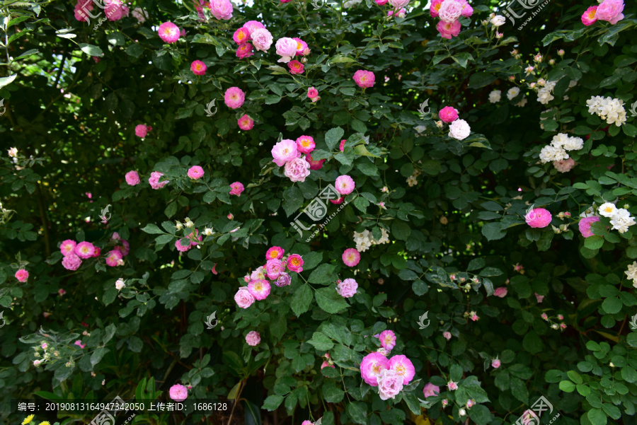 月季花背景墙