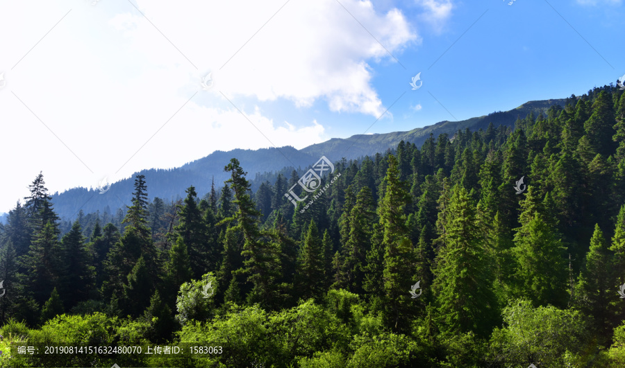 宽幅森林背景