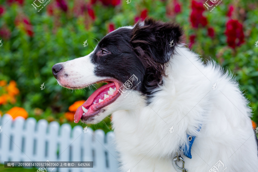 边境牧羊犬