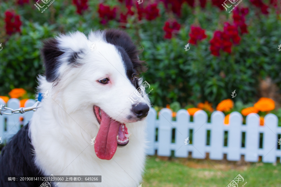 边境牧羊犬