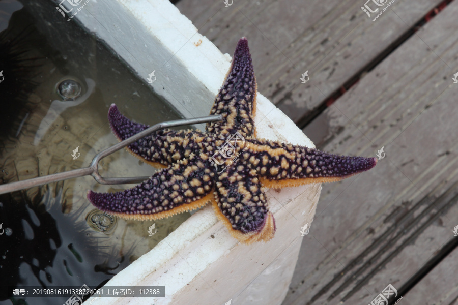 海底世界生物海星龟螺