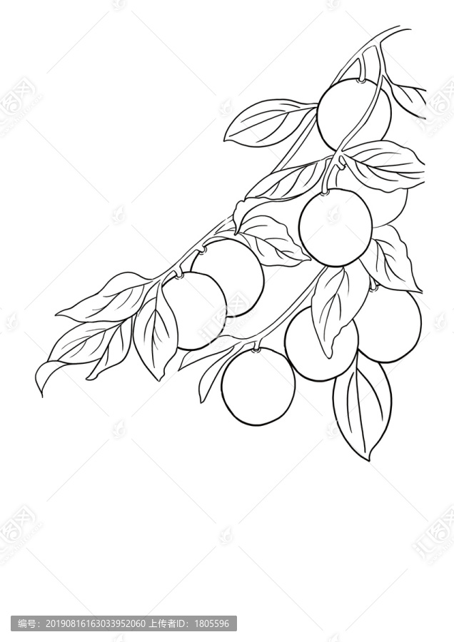冬棗插畫