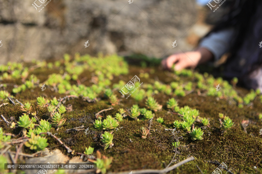 野生多肉植物