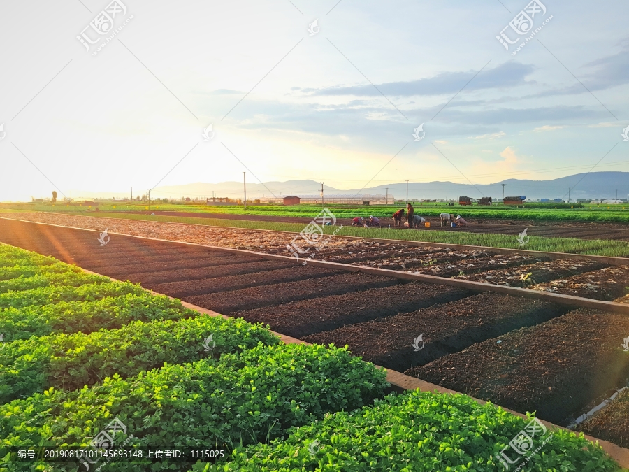 农田风光