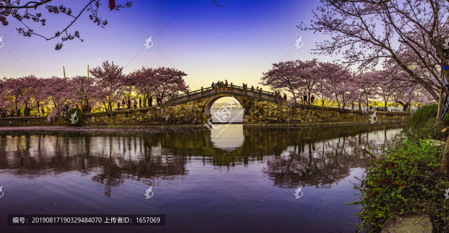无锡长春桥樱花全景图