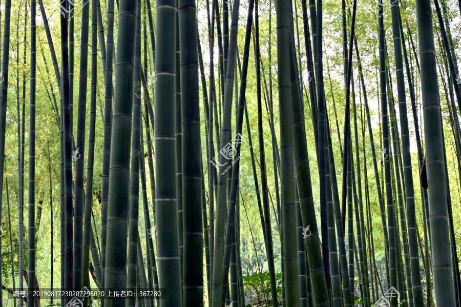 竹林背景