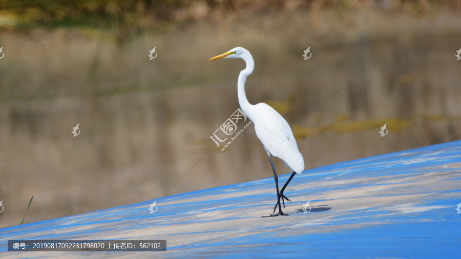 大白鹭