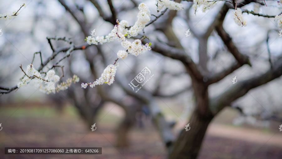 李园花开