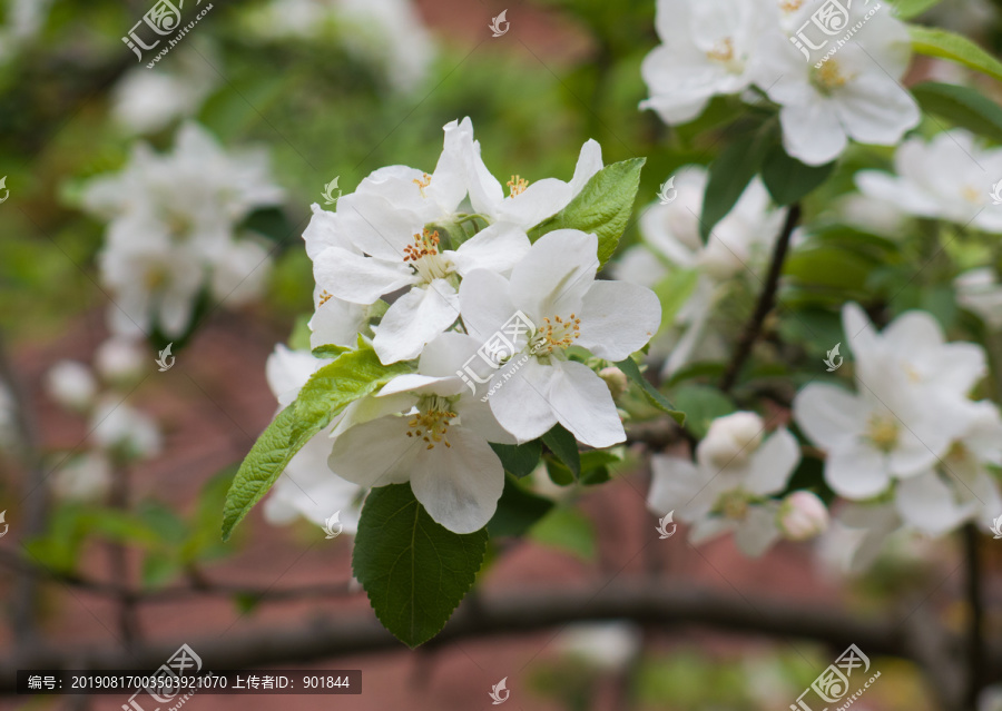 苹果花