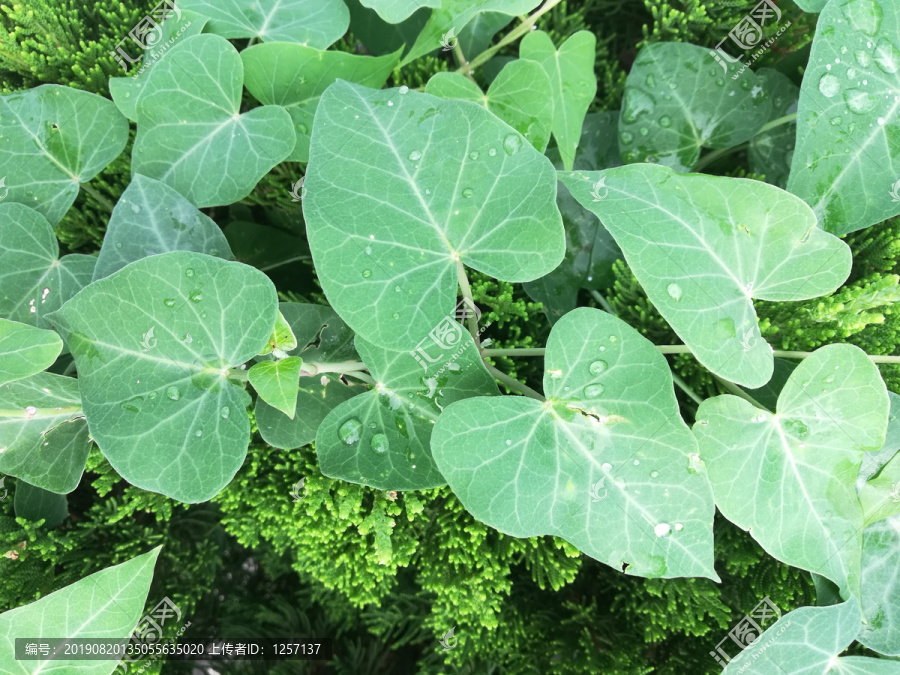 绿色植物