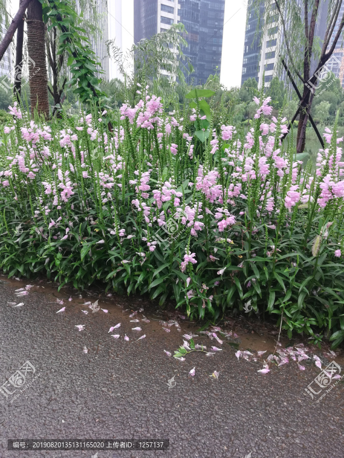 路边的小花