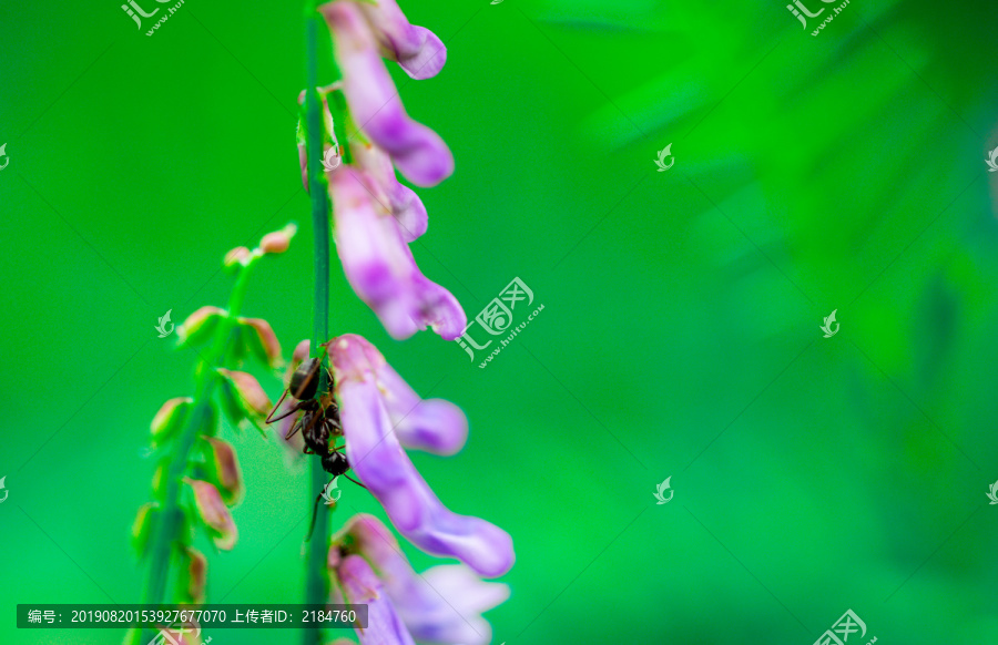 蚂蚁和野豌豆花朵