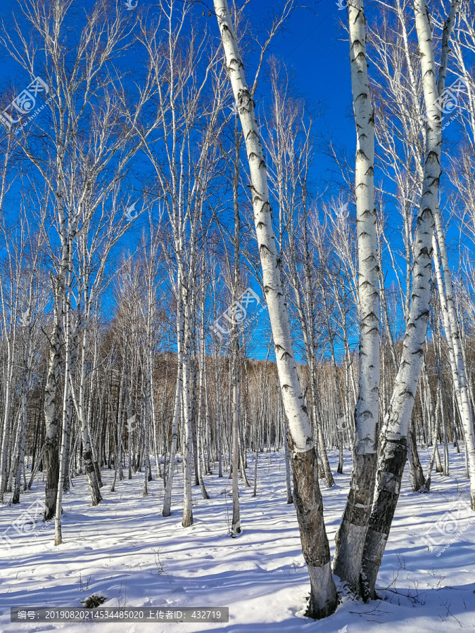 冬季雪原白桦林