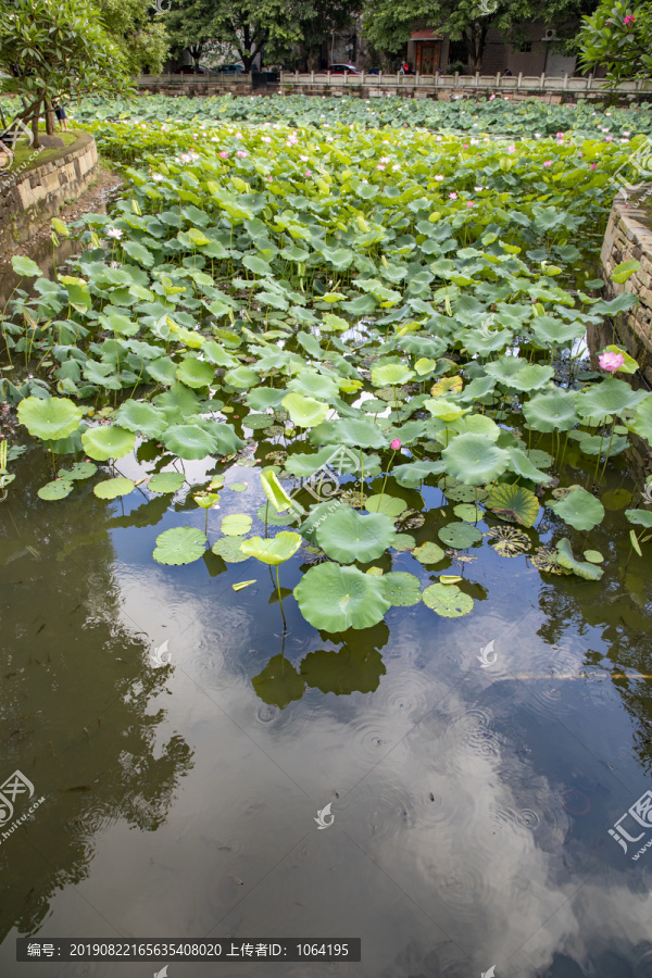 荷花池