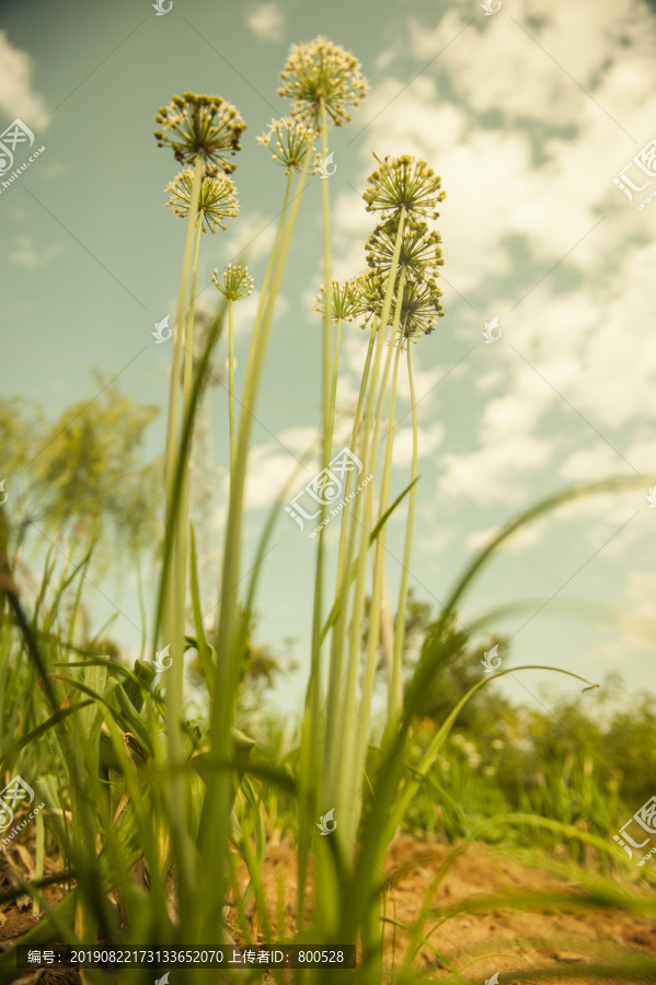 小清新花草图片