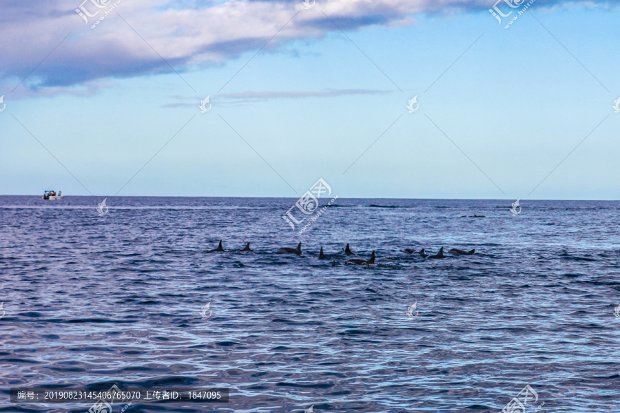 海豚湾