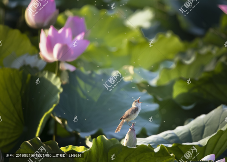 荷花与小鸟