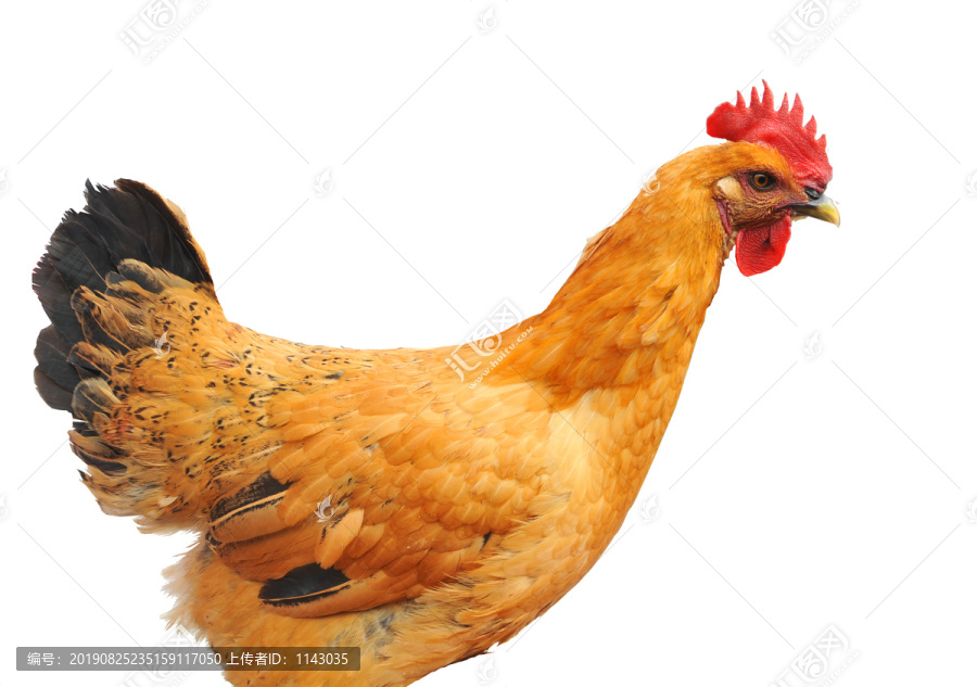 农家鸡毌鸡