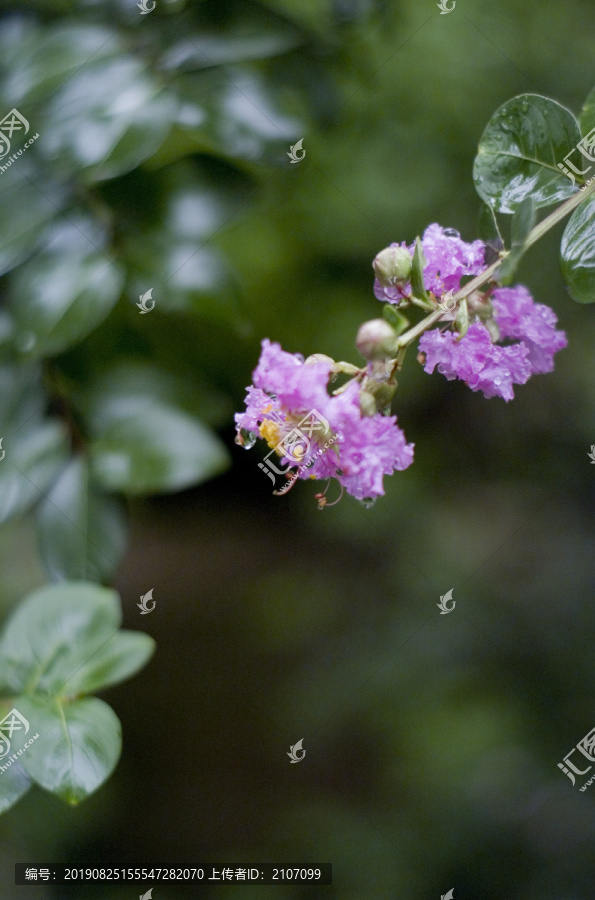 雨后的花