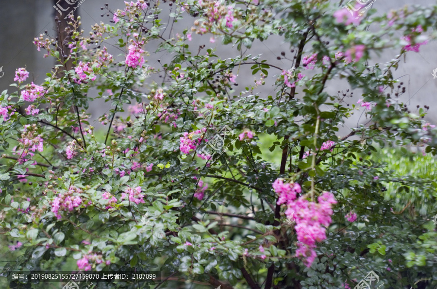 雨后的花