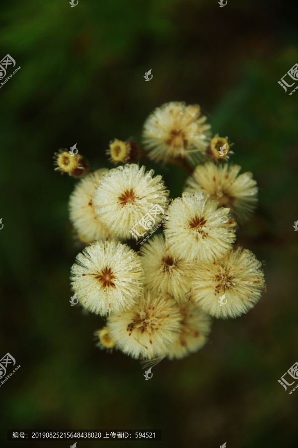 植物花卉