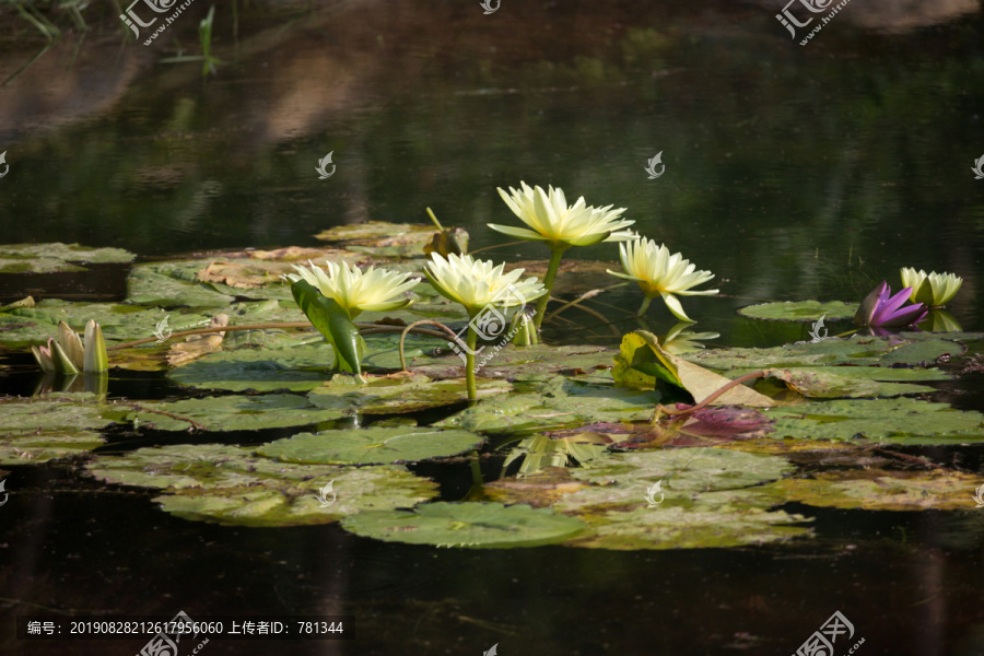 水中莲花