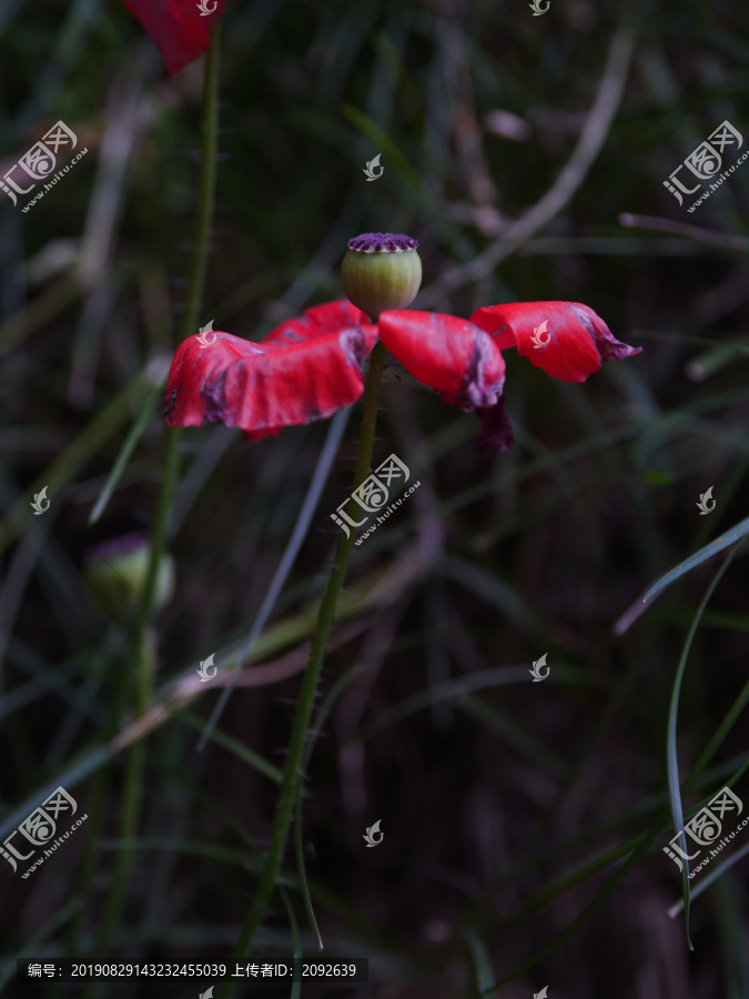 野花