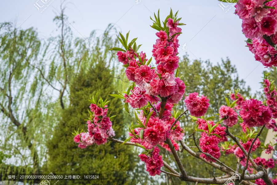 桃花高清大图