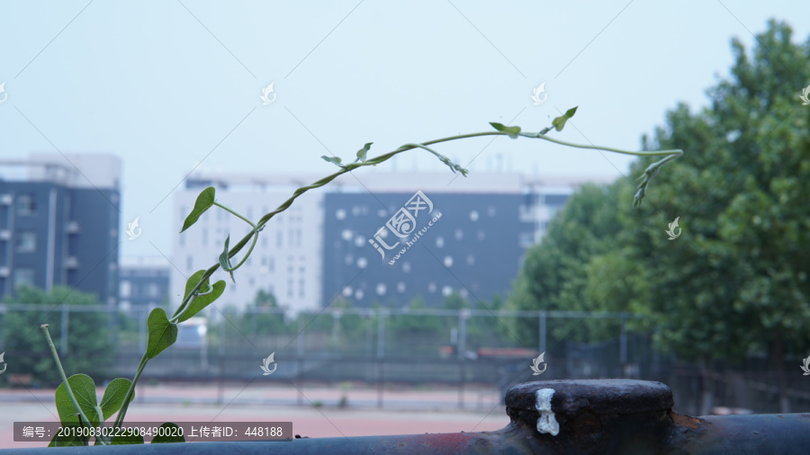 生长的植物