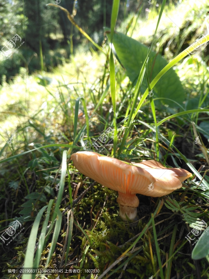 野山菌