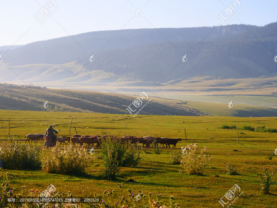 新疆草原牧羊人放牧