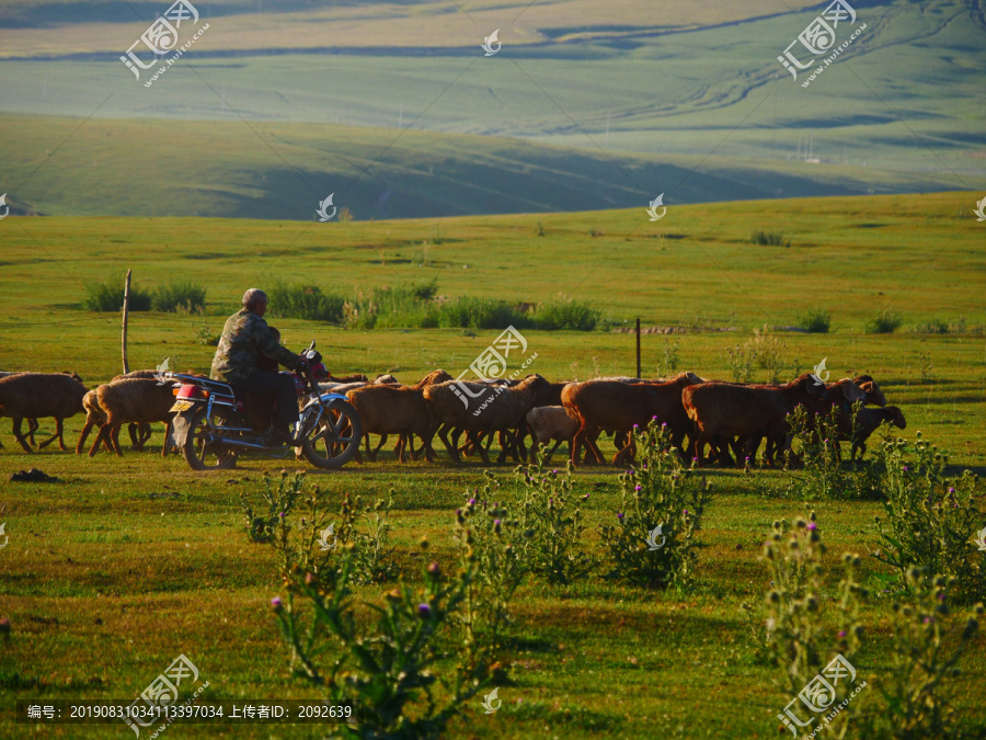 新疆草原牧羊人放牧
