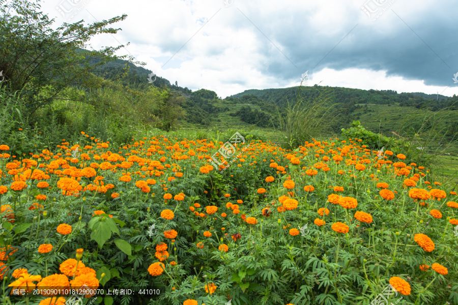 草原花海