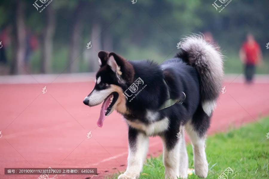 阿拉斯加雪橇犬