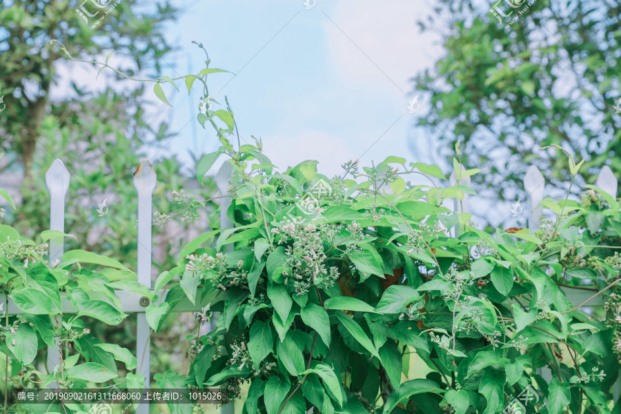 清新绿色植物栏栅