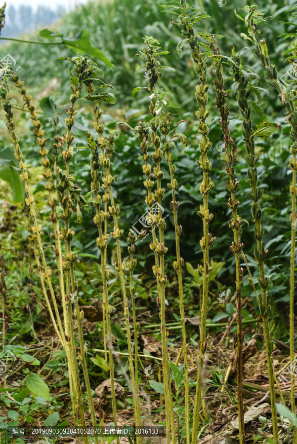 芝麻