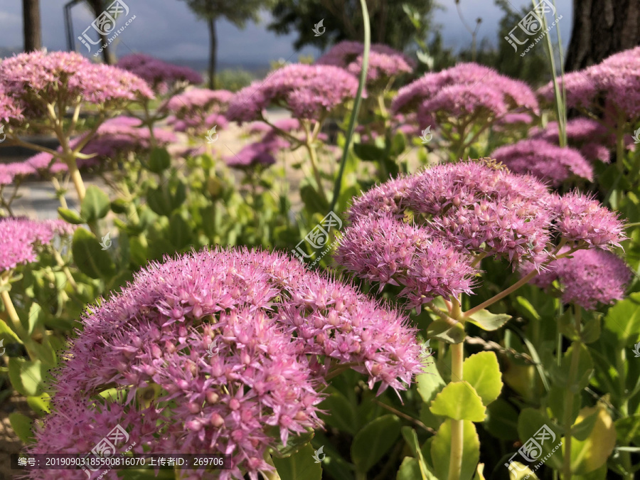 生态公园花卉种植观赏花