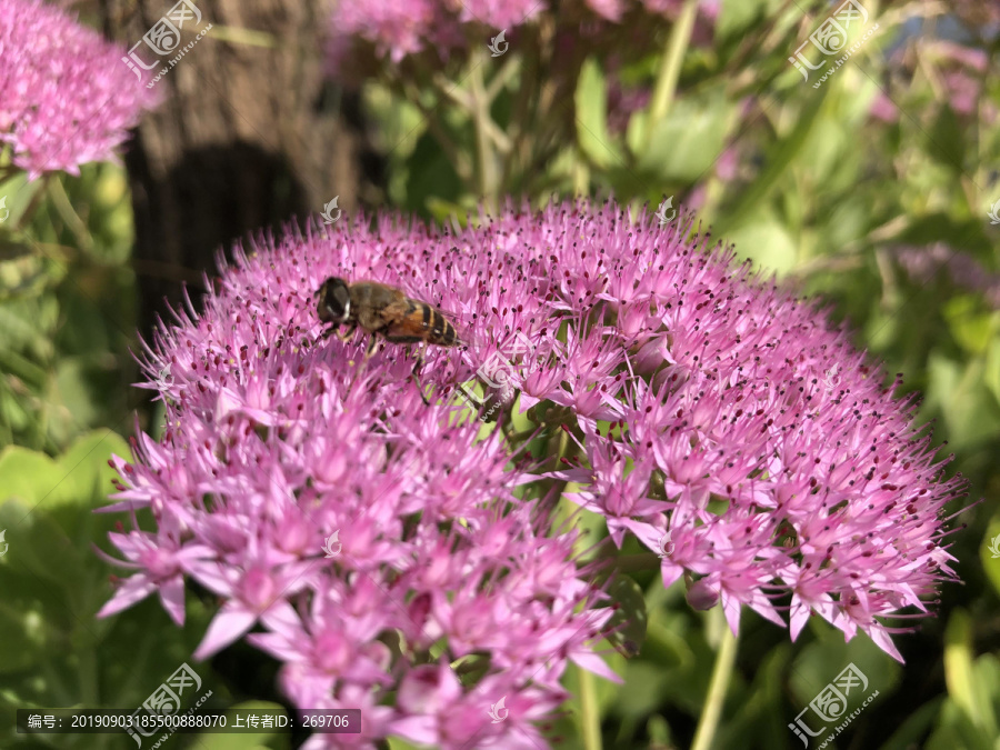 生态公园花卉种植观赏花