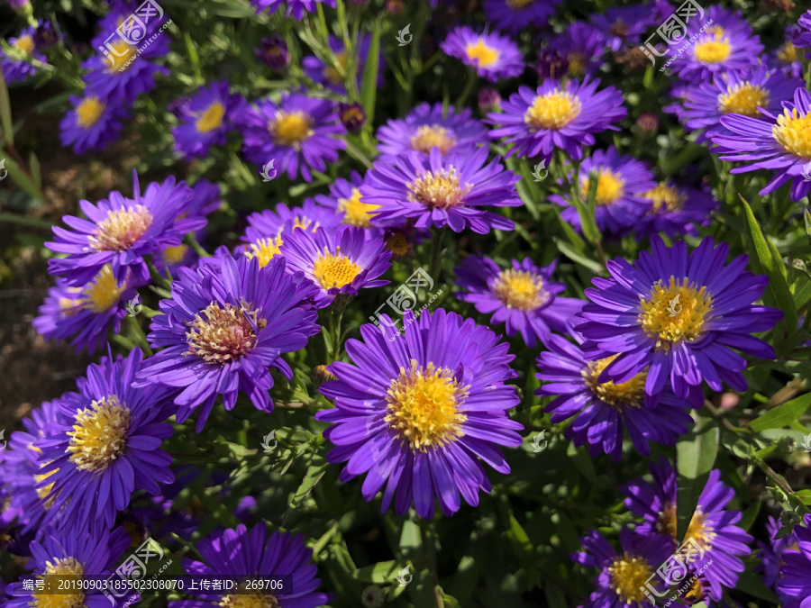 生态公园花卉种植观赏花