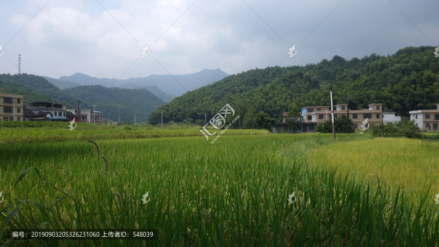 田野