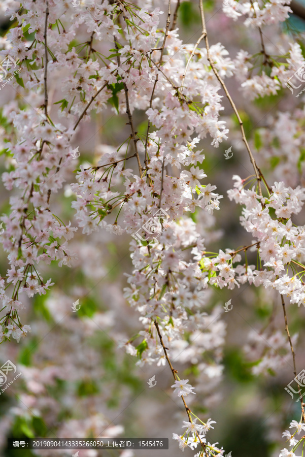 日本樱花