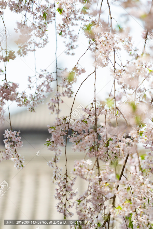 日本樱花