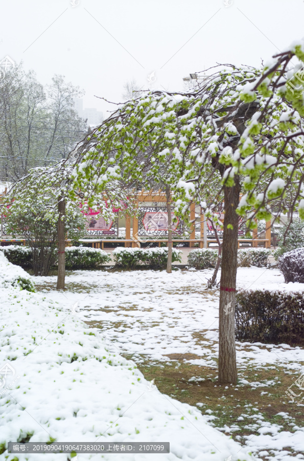 雪和绿叶