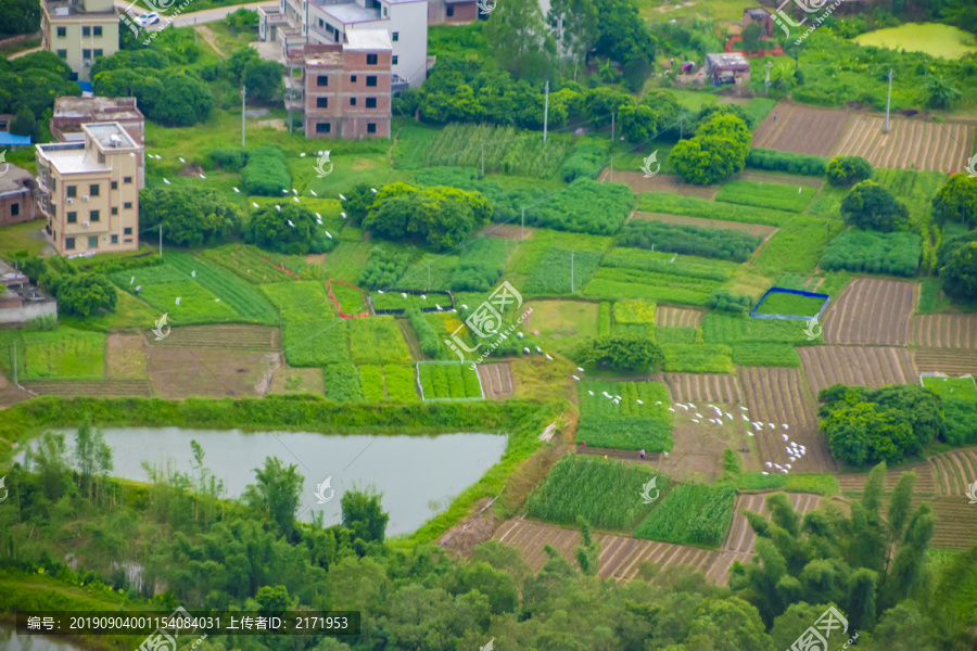 田野