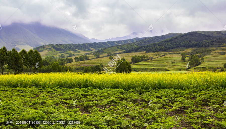 田野