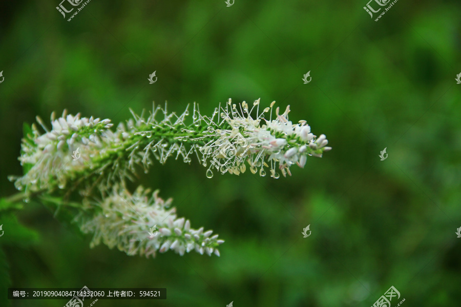 植物花卉