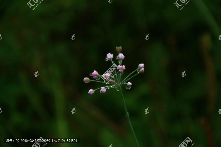 植物花卉