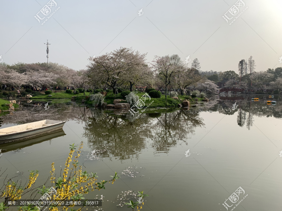 武汉东湖樱花园