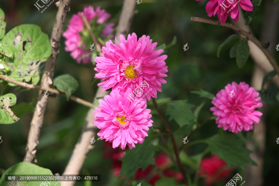 菊花