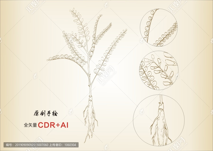 黃芪手繪黃芪線描中草藥黃芪插畫